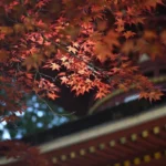Érable du Japon : comment le planter, l’entretenir et bien le choisir ?
