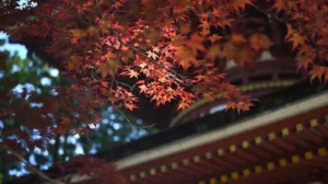 Érable du Japon : comment le planter, l’entretenir et bien le choisir ?